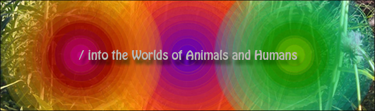 into the world of Animals and Humans