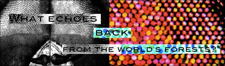 What Echoes Back From The World's Forests?